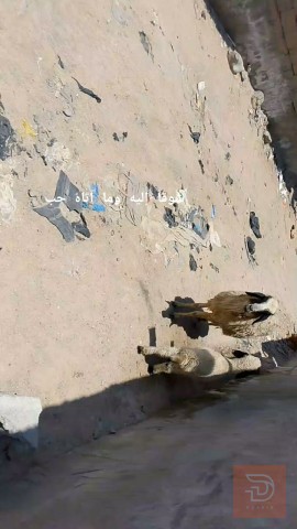 نعجة مطفل مع ابنتها مستعمل للبيع في البصرة