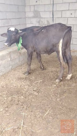 حاوية حلوة مال جني