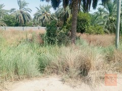بستان مزروع بالنخيل والبرتقال والنارنج 530 متر مربع للبيع في بغداد