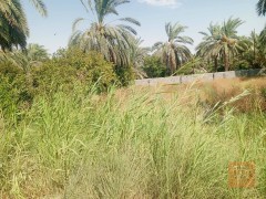 بستان مزروع بالنخيل والبرتقال والنارنج 530 متر مربع للبيع في بغداد