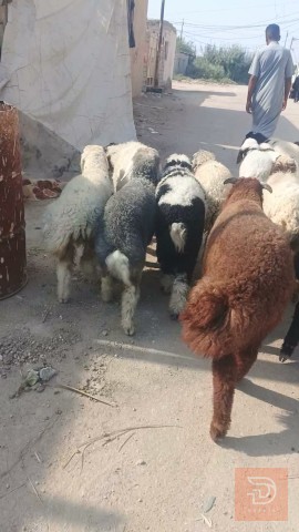 طليان فحلة ناصحات للبيع في الديوانية