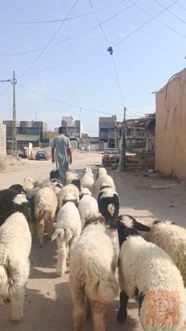 طليان فحلة ناصحات للبيع في الديوانية