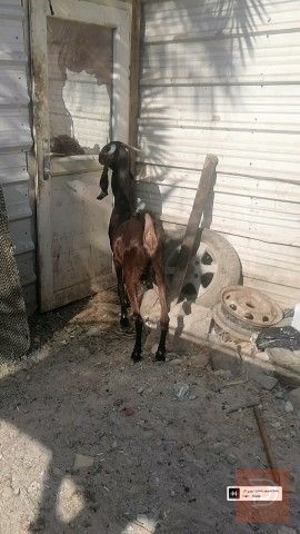 صخله خشنه وسمينه للبيع في البصرة