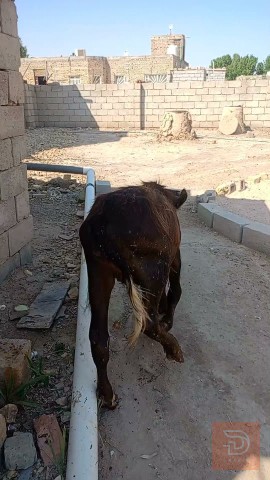 حوليه للبيع في ميسان