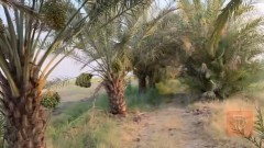 سبع دوانم أرض زراعية مشاعة 7 دوانم للبيع في بغداد