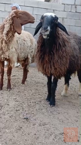 نعجات عربيات مال جناي للبيع في البصرة