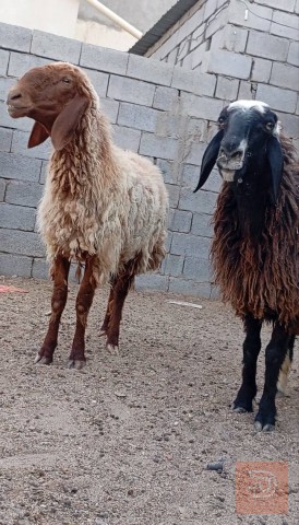 نعجات عربيات مال جناي للبيع في البصرة