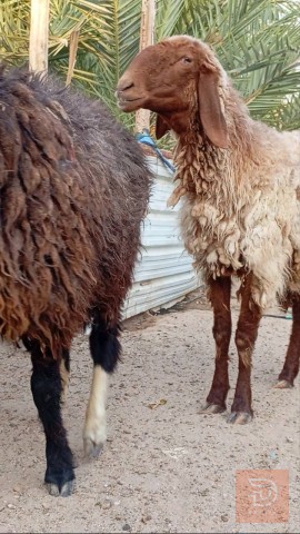 نعجات عربيات مال جناي للبيع في البصرة