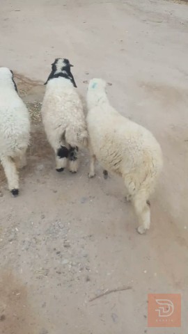طليان للبيع في بغداد