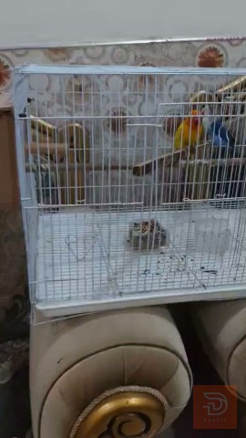 زوج غندور حلوات للبيع في كربلاء المقدسة