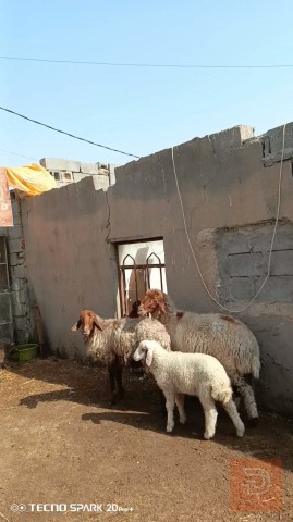 مطلوب نعجة في البصرة
