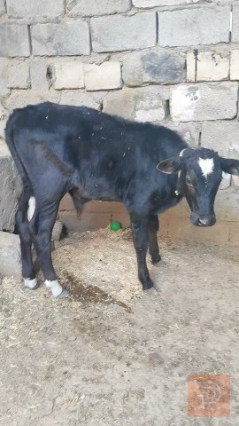 هيشه جنوبيه دسمه للبيع في البصرة