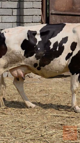 هايشه بجر ثاني بطن للبيع في البصرة