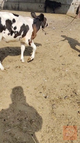 بجر جمه في بابل للبيع