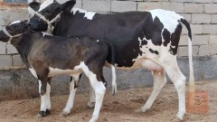 بقرة حلوب مع عجل استرالي للبيع في البصرة