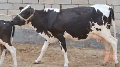 بقرة حلوب مع عجل استرالي للبيع في البصرة