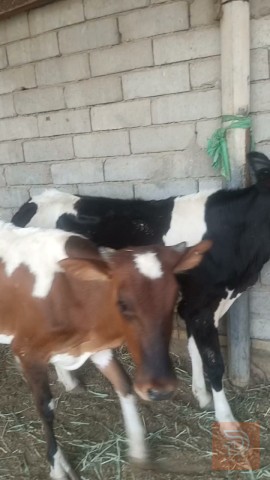 اباجير خشنات وسمان يرهمن جني وكصابه للبيع في البصرة