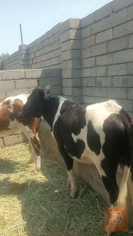 اباجير خشنات وسمان يرهمن جني وكصابه للبيع في البصرة