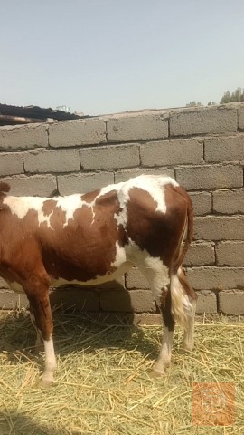 اباجير خشنات وسمان يرهمن جني وكصابه للبيع في البصرة