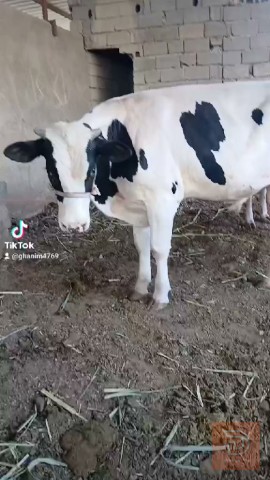 عجل هولشتاين أمريكي نوعية أولى للبيع في البصرة