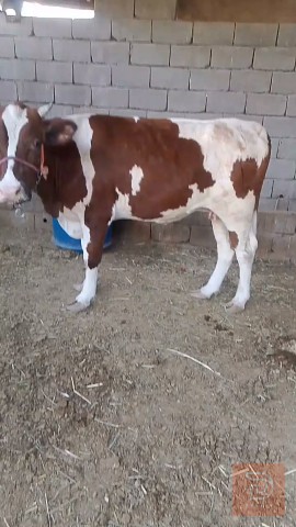 بكر عليها سادس للبيع في البصرة