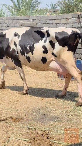 خوار هايش سترالي جني حليب للبيع في البصرة
