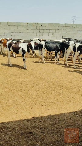 جني ورباط للبيع في ميسان