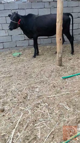 بجر سمينة للبيع في البصرة