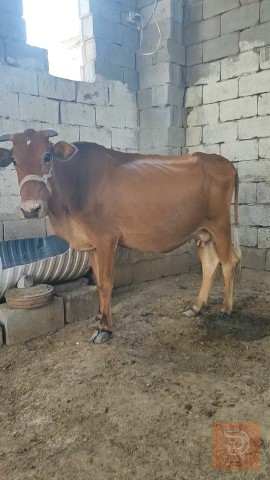 هيشة جنوبية مع عجلها للبيع في البصرة