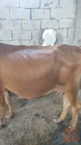 هيشة جنوبية مع عجلها للبيع في البصرة