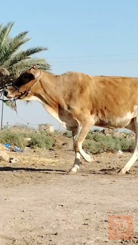 مطفل هولندية أم 2 بطن مستعمل للبيع في ميسان