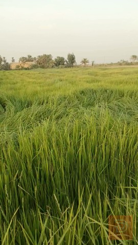 أرض زراعية دونم وربع للبيع في النجف الأشرف