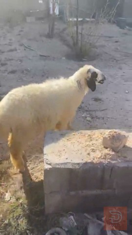 طلي للبيع في البصرة