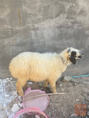 طلي للبيع في البصرة