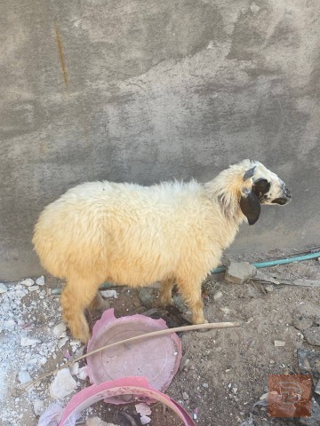 طلي للبيع في البصرة