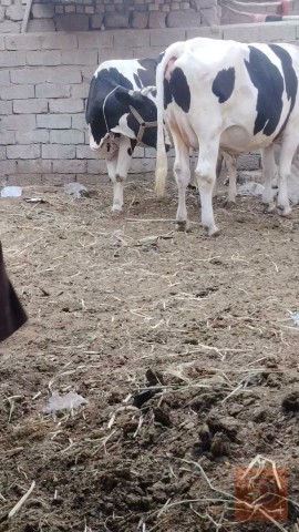 اباجير محاطيط عدد 2 للبيع في ميسان