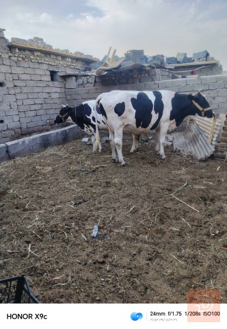 اباجير محاطيط عدد 2 للبيع في ميسان