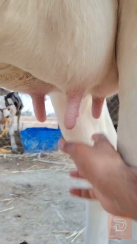 اباجير محاطيط عدد 2 للبيع في ميسان