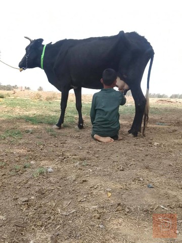 دابة حليب ممتازة للبيع في بابل