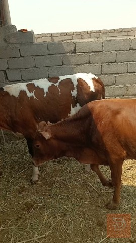 بجر وعجل جودة عالية للبيع في البصرة