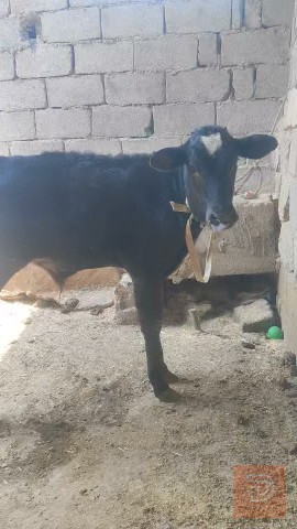 عجل استرالي للبيع في البصرة