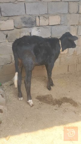 عجل استرالي للبيع في البصرة