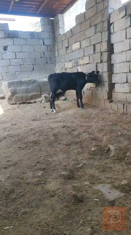 عجل استرالي للبيع في البصرة