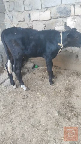 عجل استرالي للبيع في البصرة