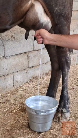 بجر اول بطن عجل سترالي للبيع في البصرة