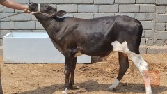 بجر اول بطن عجل سترالي للبيع في البصرة