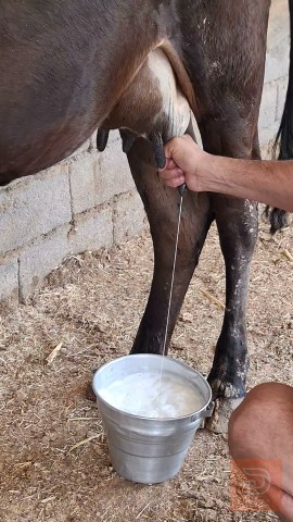 بجر اول بطن عجل سترالي للبيع في البصرة