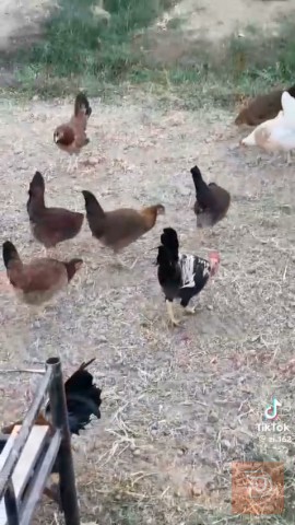 ارض زراعية للاستثمار بمساحة ٥٦ دونم للبيع في بغداد