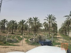 اراضي للبيع في واسط