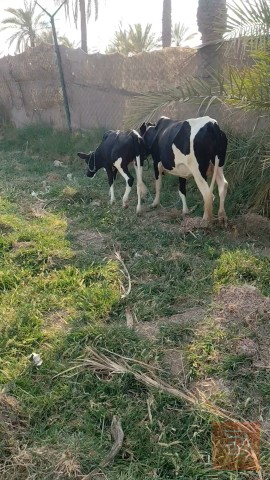 حيوان أليف في ميسان